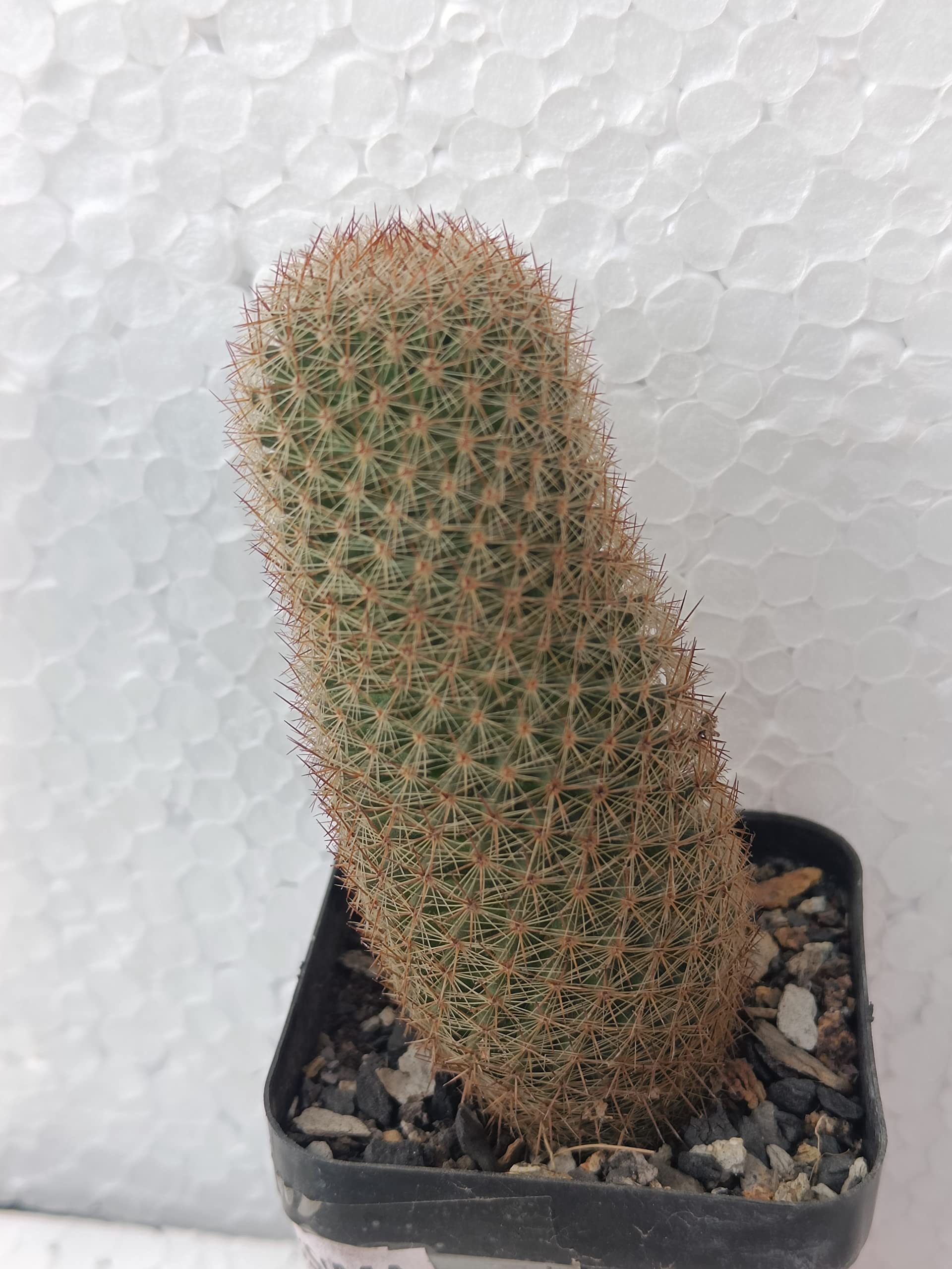 PASSION GARDEN/MAMMILLARIA SPINOSISSIMA