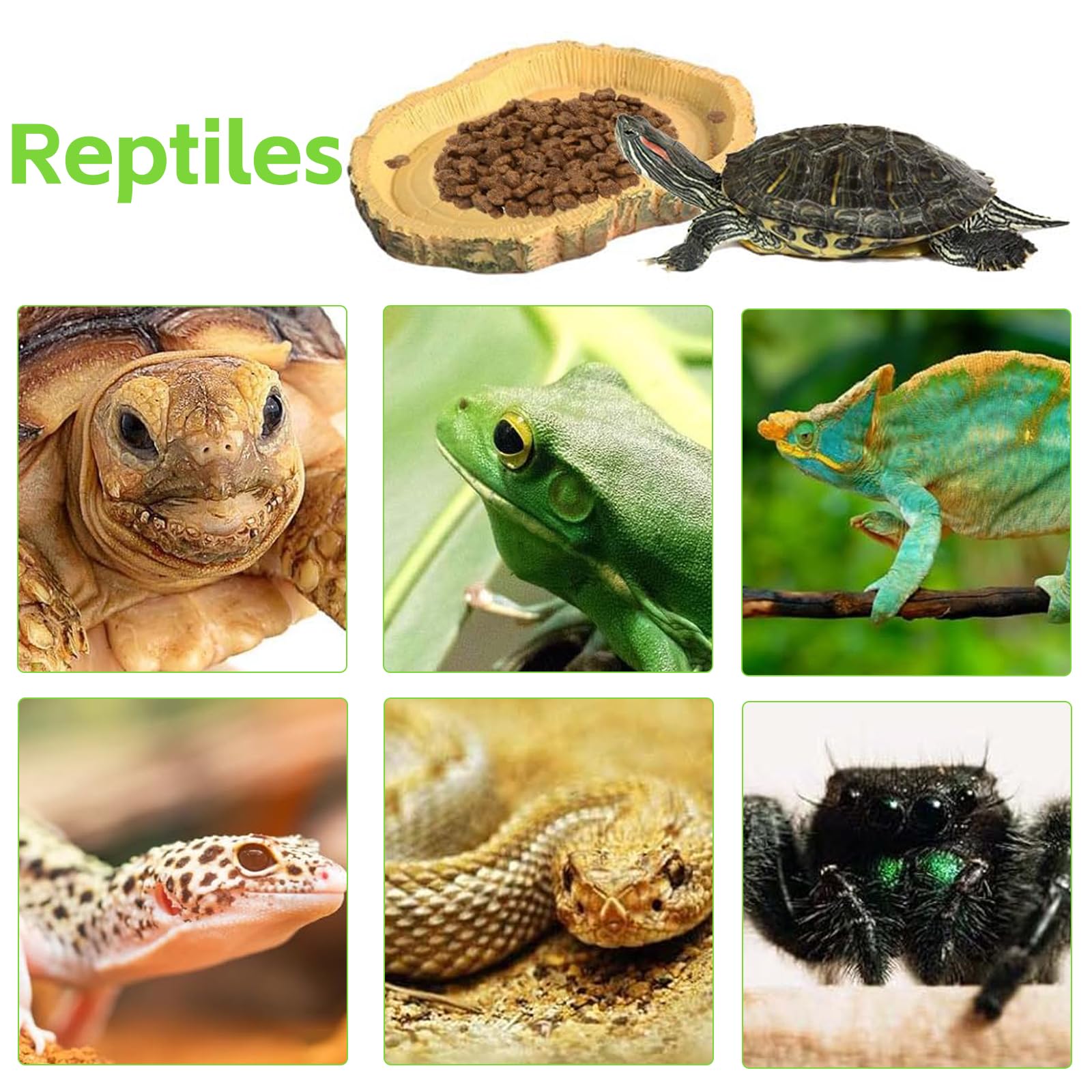 Abreuvoir Tortue Terrestre, Accessoire Tortue Terrestre Simulation, Gamelle Tortue Terrestre Nature, Bol d'eau pour Reptiles Intéressant, pour Tortues, Lézards, Grenouilles, Geckos | Gamelle Tortue Terrestre Nature Bol d'eau pour Reptiles Intéressant pour