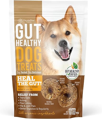 Perro sano intestinal (tratamientos)