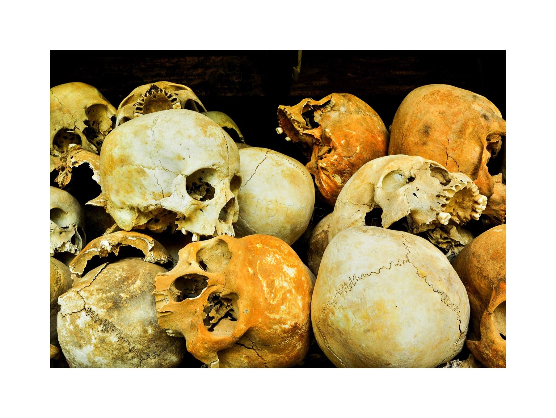 Wee Blue Coo Photo Human Body Anatomy Skulls Bones Death Wall Art Print
