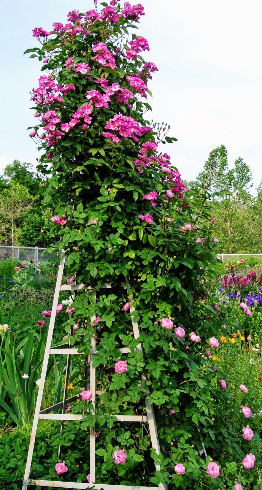 Amazon.com : Hybrid Mixed Color Climbing Rose Rosa Bush Vine