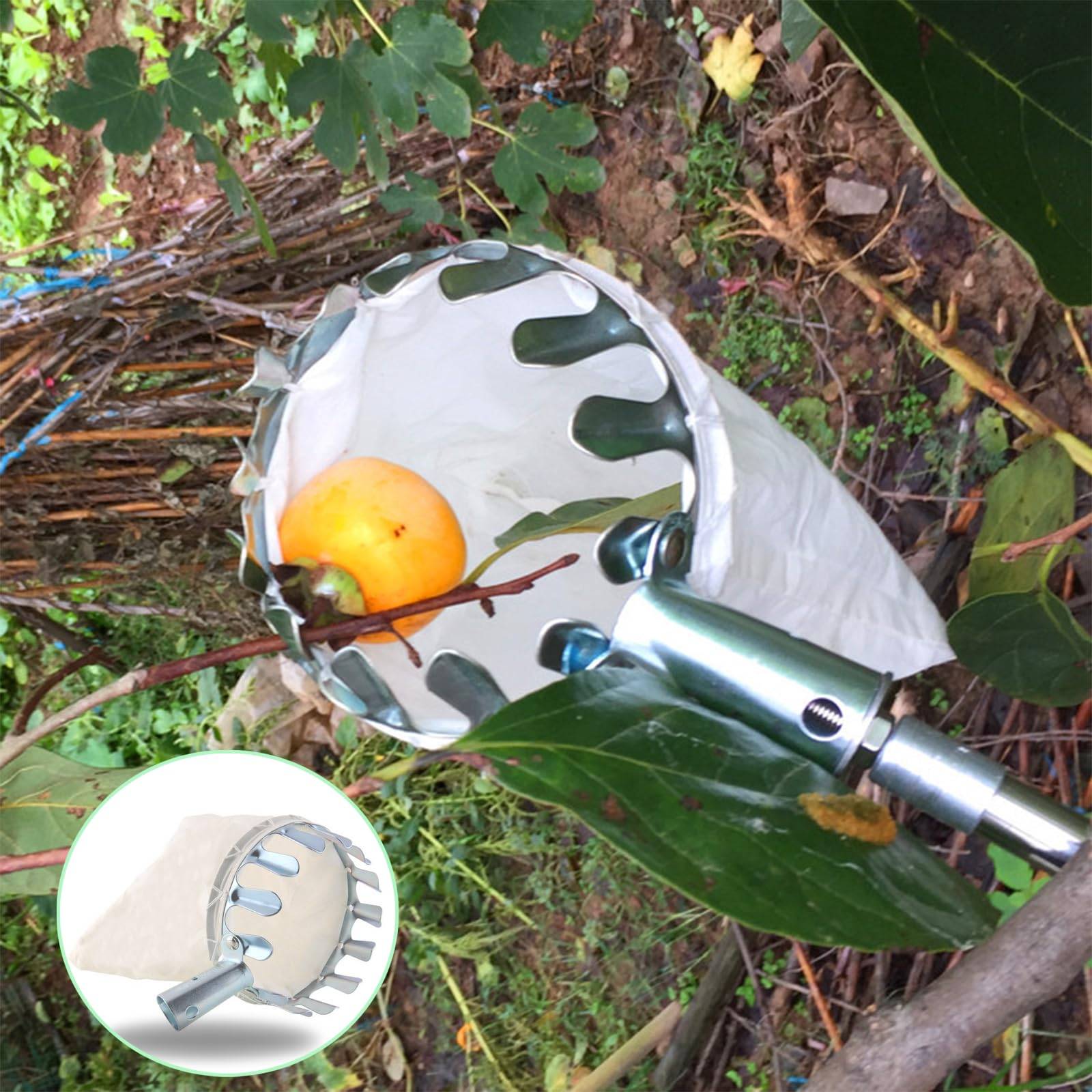 Raccoglitore Di Bacche Raccoglitore Di Mirtilli Ergonomico In Metallo - Foto 1