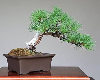 Amazon.co.jp: 吾妻五葉松 実生 古木【樹齢約50年】 小品盆栽