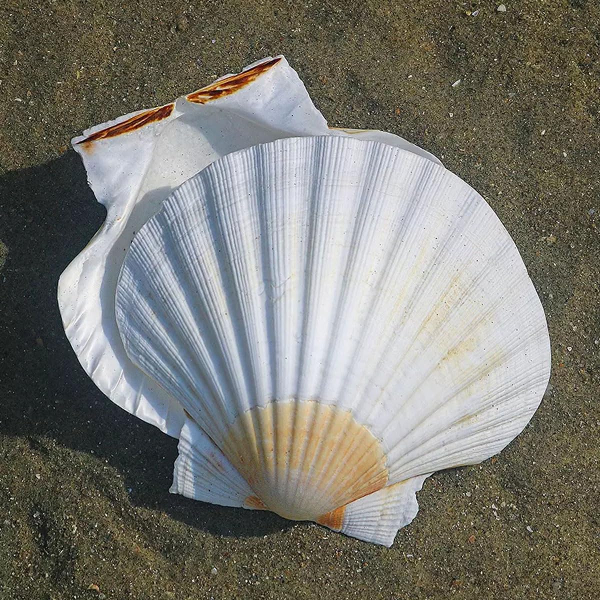 Grandi Conchiglie Marine, Conchiglia Naturale, 9-10 cm for Decorazioni for Matrimoni, Tema Spiaggia, Feste, Decorazioni for la casa, Acquario, paesaggistica, 9 cm(10cm)