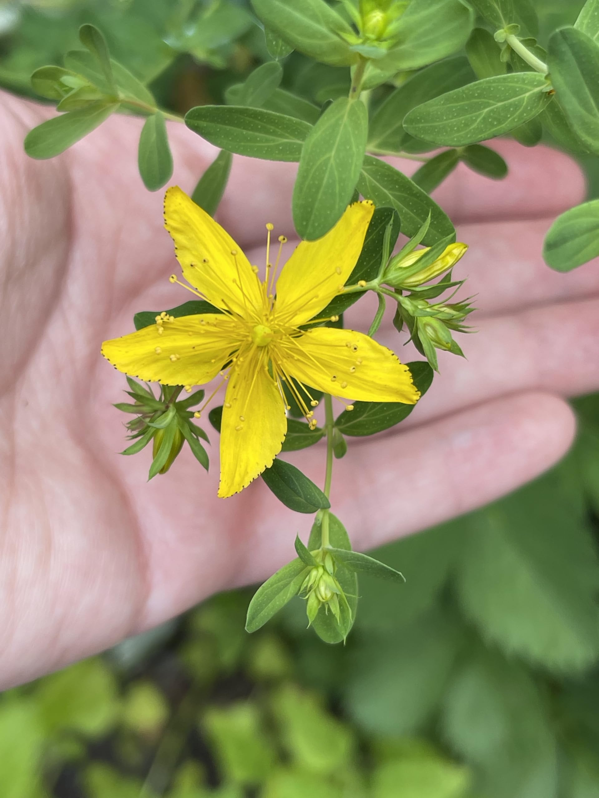 St. John’s Wort 200 Seeds - 4