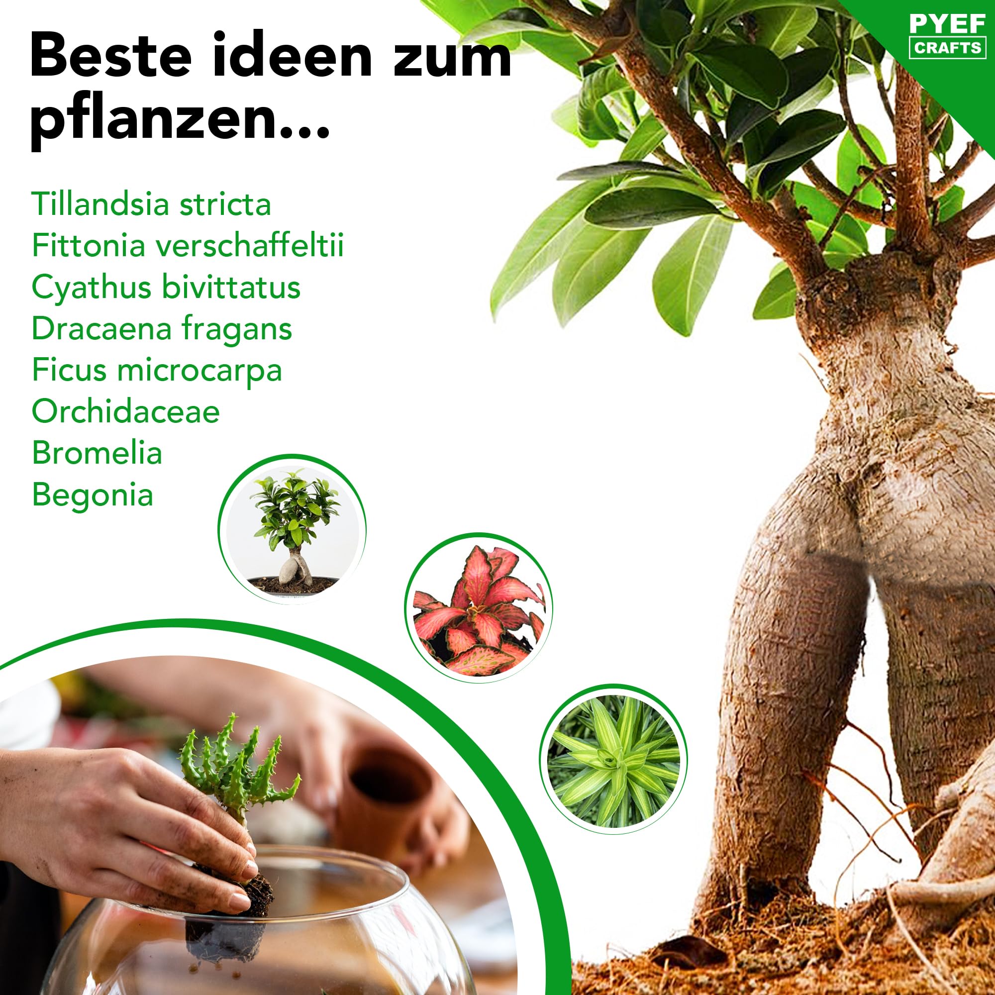 Flaschengarten Komplettset zum Schaffen EIN Ökosystem im Glas - Terrarium Starter Kit zum Anlegen EIN Biotop im Glas - Kit Terrarium mit Garten Werkzeug, Moos, Erde, Steinen (Ohne Flasche, M)