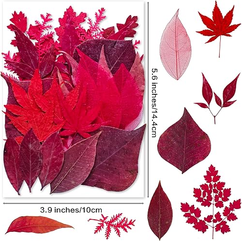 Miniatura 2 de YouthBro - 37 flores prensadas secas negras para moldes de resina, flores prensadas naturales reales para manualidades, fabricación de velas,