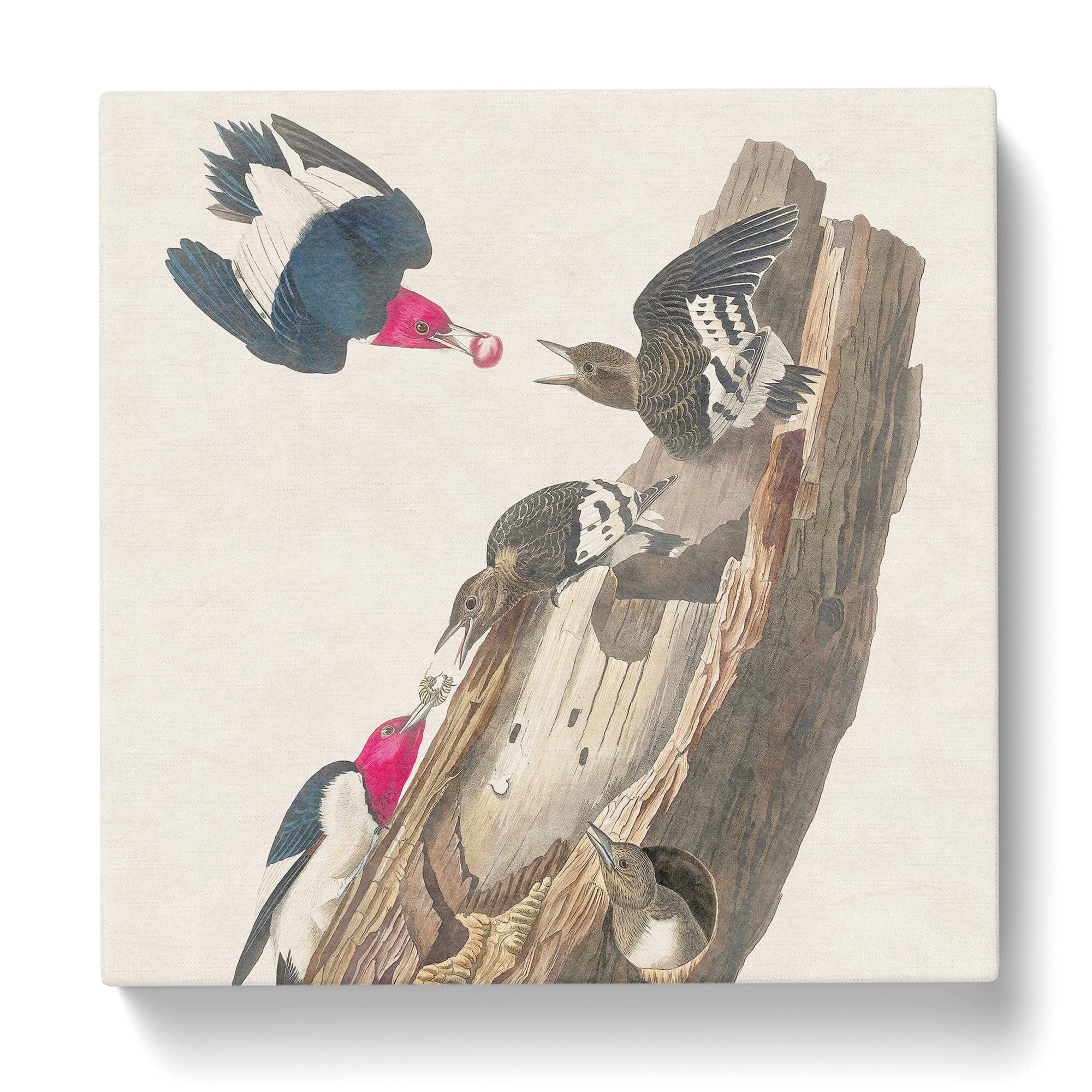 Red headed Woodpeckers Bird by John James Audubon Canvas Print, Mixed, 35L x 35W cm - Image 3