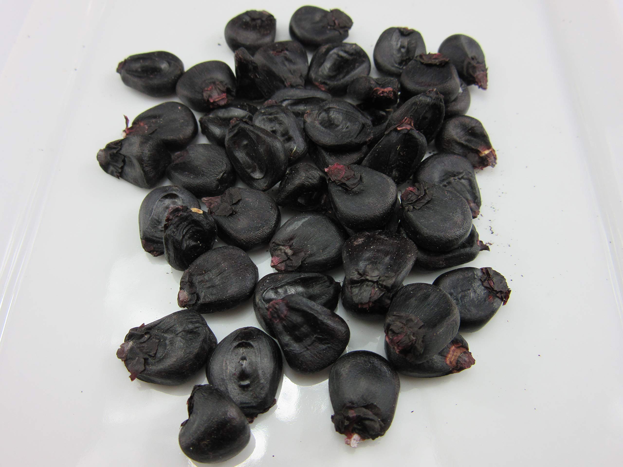 1300-Sweet Giant Black Mexican Corn (B.Iroquois) Seeds by Robsrareandgiantseeds UPC0764425788713 Non-GMO,Organic,USA Grower,Farm,Showy,Open Pollinated,Hopi,Recipe,Cooking,Aztec Package of 25-35 Seeds