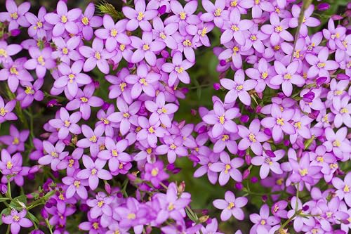 RP Seeds Centaurium erythraea (Common Centaury) - 250 Seeds. Native