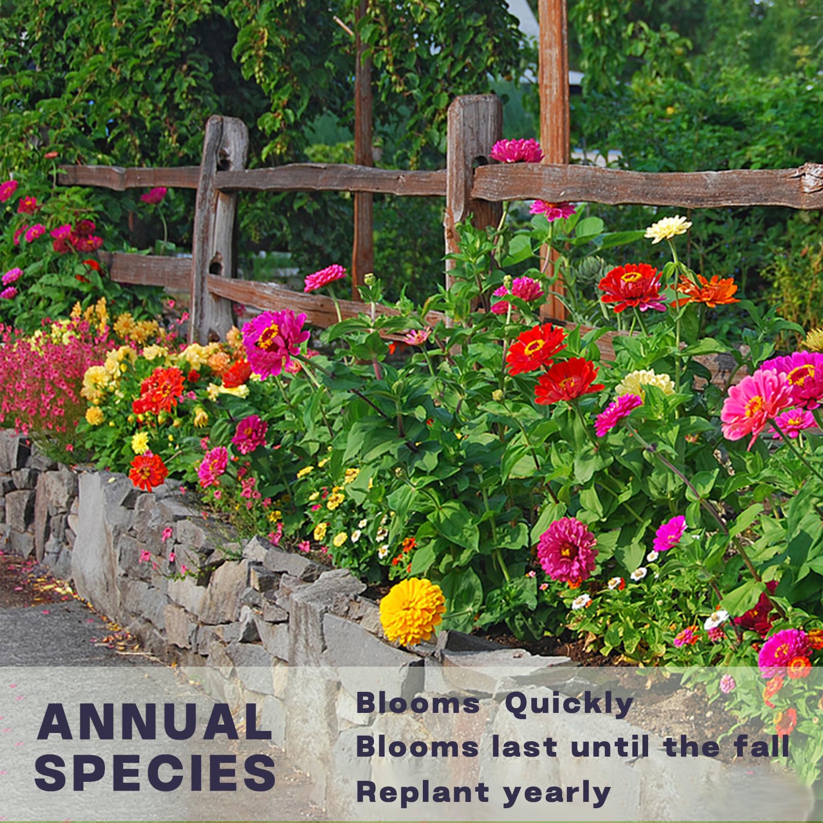 Zinnia Seeds Bulk 5,000+ | Flor de exterior para plantar | Semillas gigantes de zinnia para 2025 | Colores mezclados y flores grandes para jardines | Alta germinación, aptas para principiantes 4