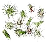 Air Plants - Tillandsia Ionantha Pack, Regular 1-3