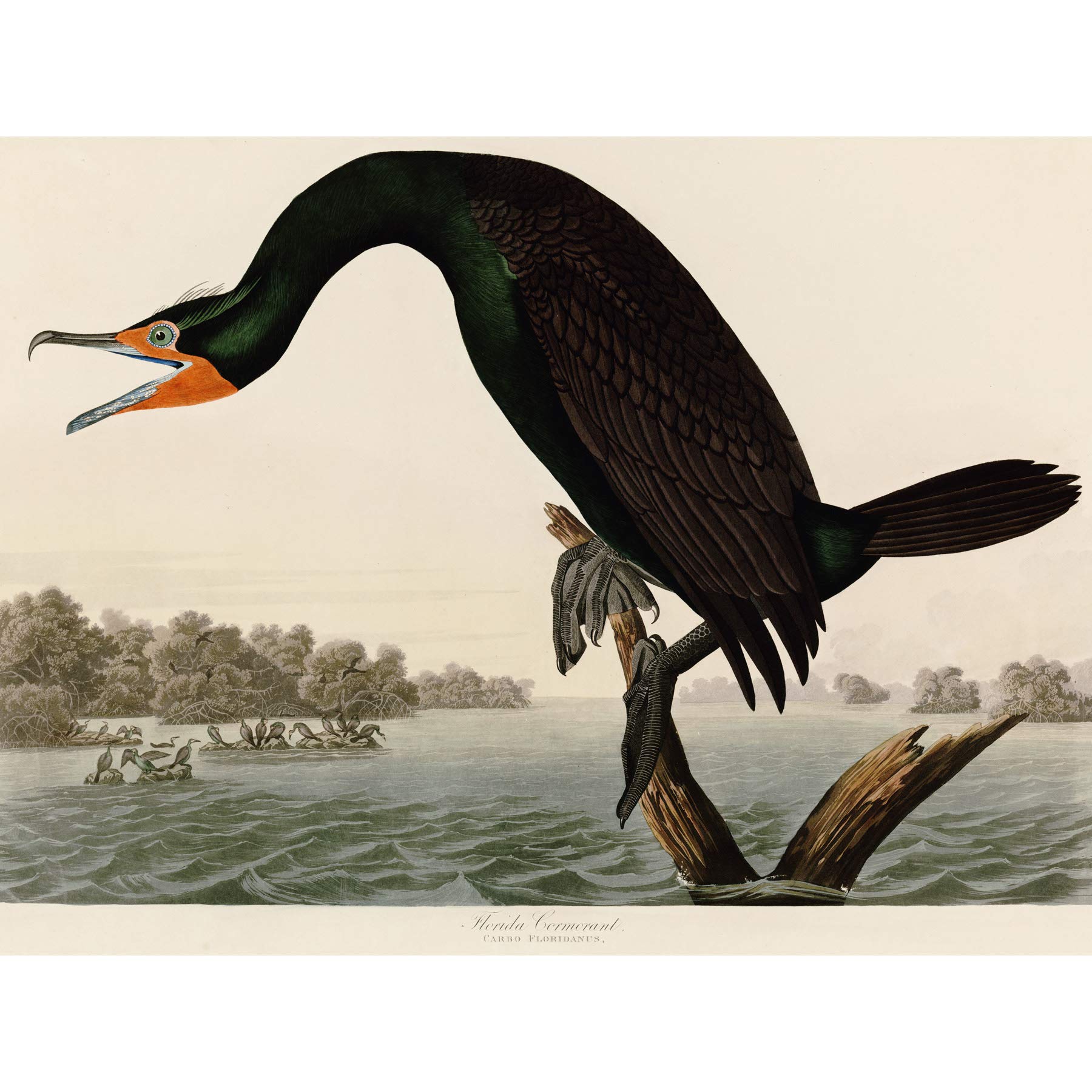 Artery8 Audubon Birds Florida Cormorant Painting Premium Wall Art Canvas Print 18X24 Inch