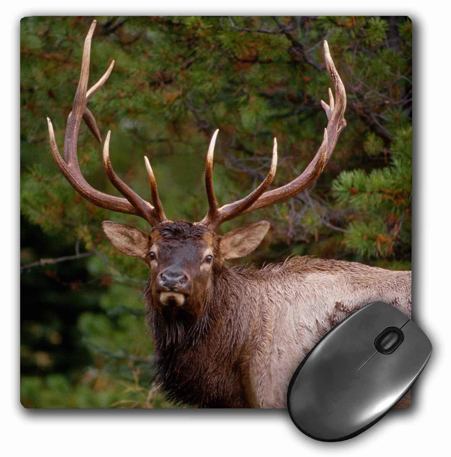 3dRose Mouse Pad Rocky Mountain Elk Bull in Rainstorm, Yellowstone Np, Wyoming, USA, 8 x 8" (mp_260631_1)
