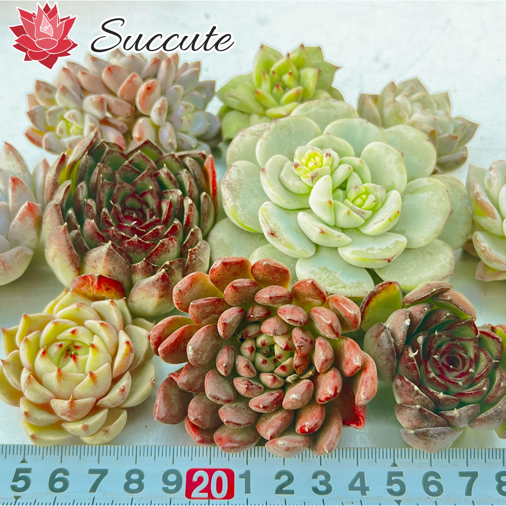 Amazon.co.jp: 【Succute】多肉植物 寄せ植え 韓国カット苗 エケベリア