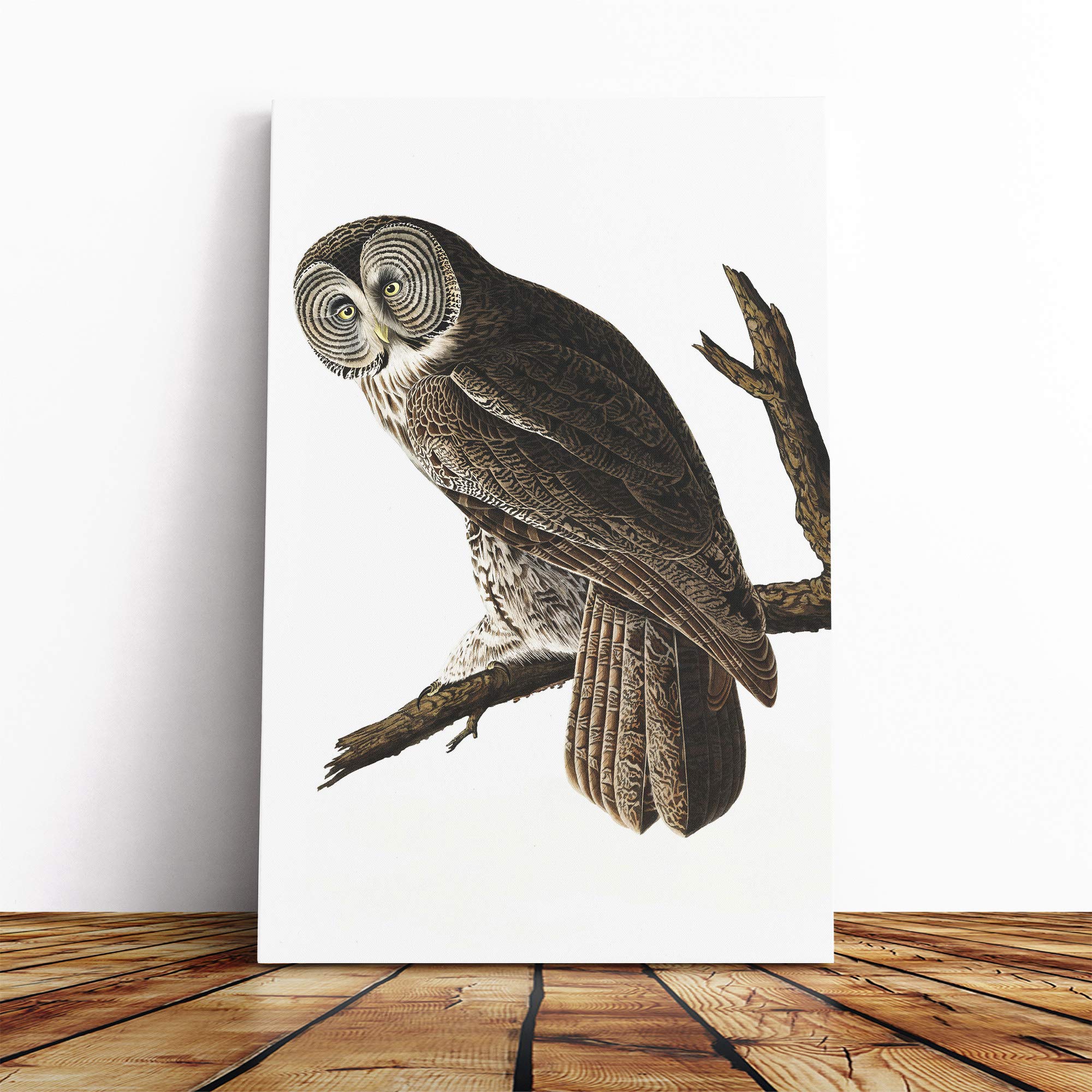 John James Audubon Cinereous Owl Canvas Print | Gallery Wrapped 30mm Frame Wall Art | 24x16 inches | Ready to Hang | Modern Animals Picture | Living Room Bedroom Lounge Office