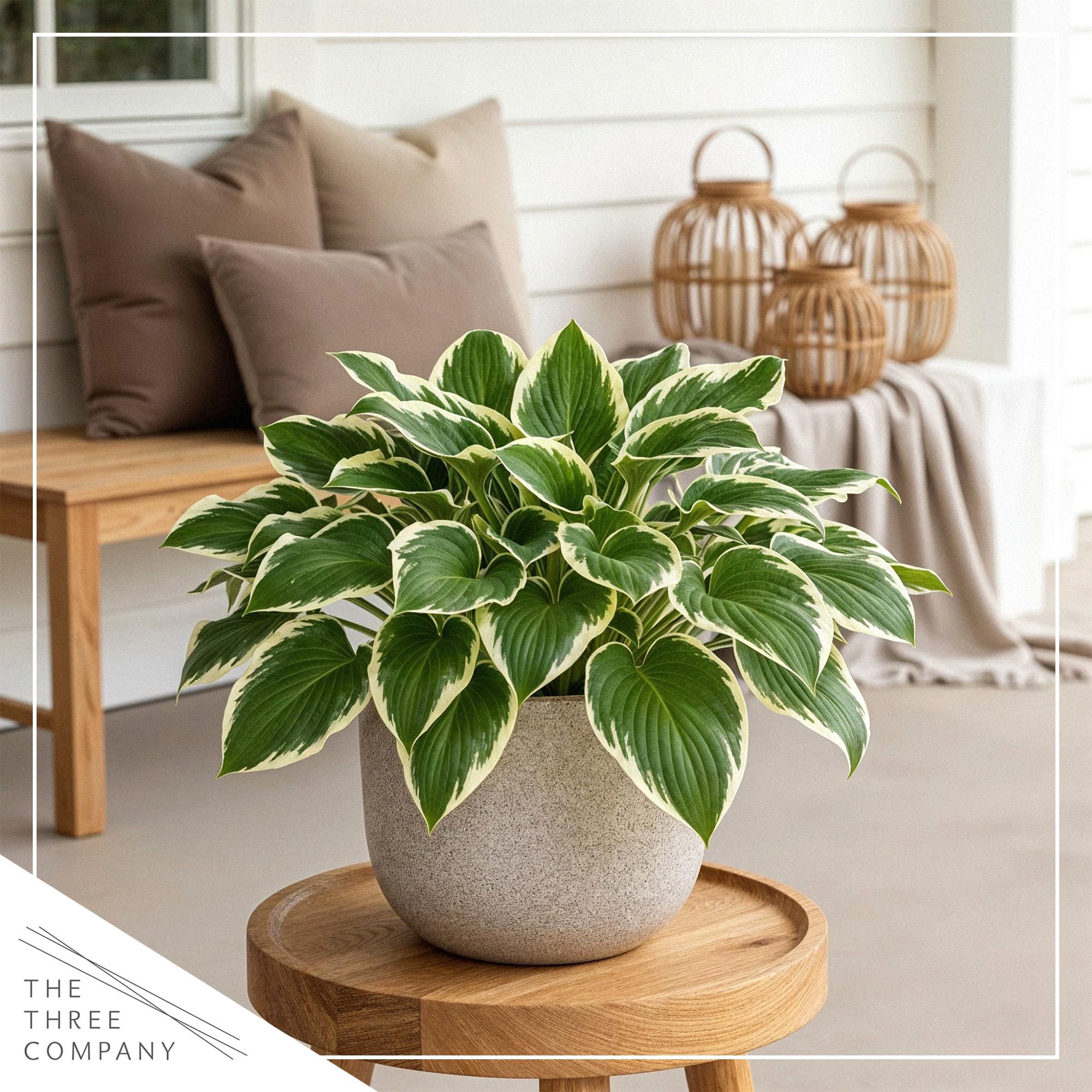 Amazon.com : Live Perennial Hosta - So Sweet (3 Plants Per Pack) Beautiful  Accent Plant, 10" Tall by 4" Wide in 1 Qt Pot : Patio, Lawn & Garden