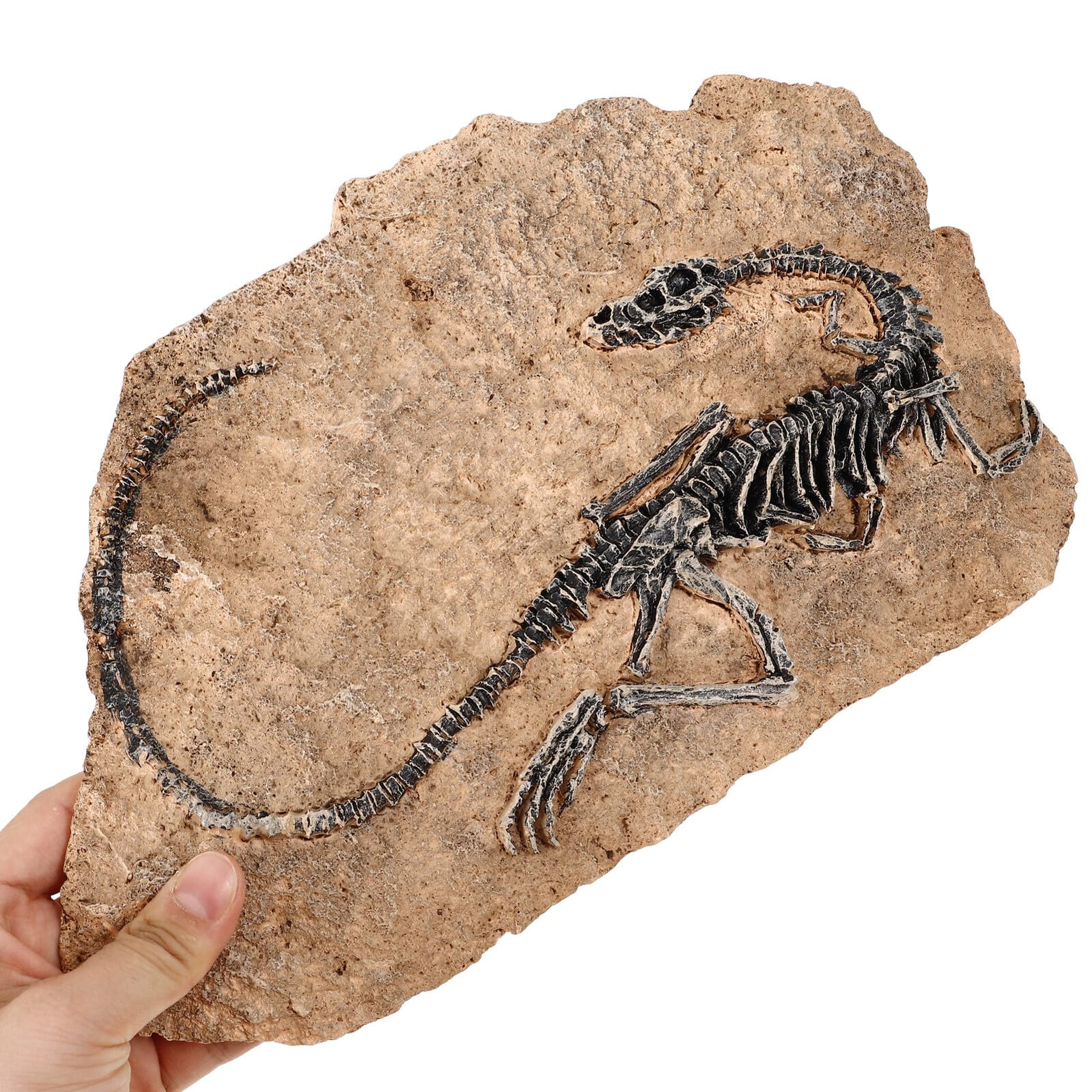 DOITOOL Statua Decorativa Ornamento Realistico per Arredamento di Fossile di Dinosauro in Resina e Regalo Educativi per Ragazza per Casa e Ufficio