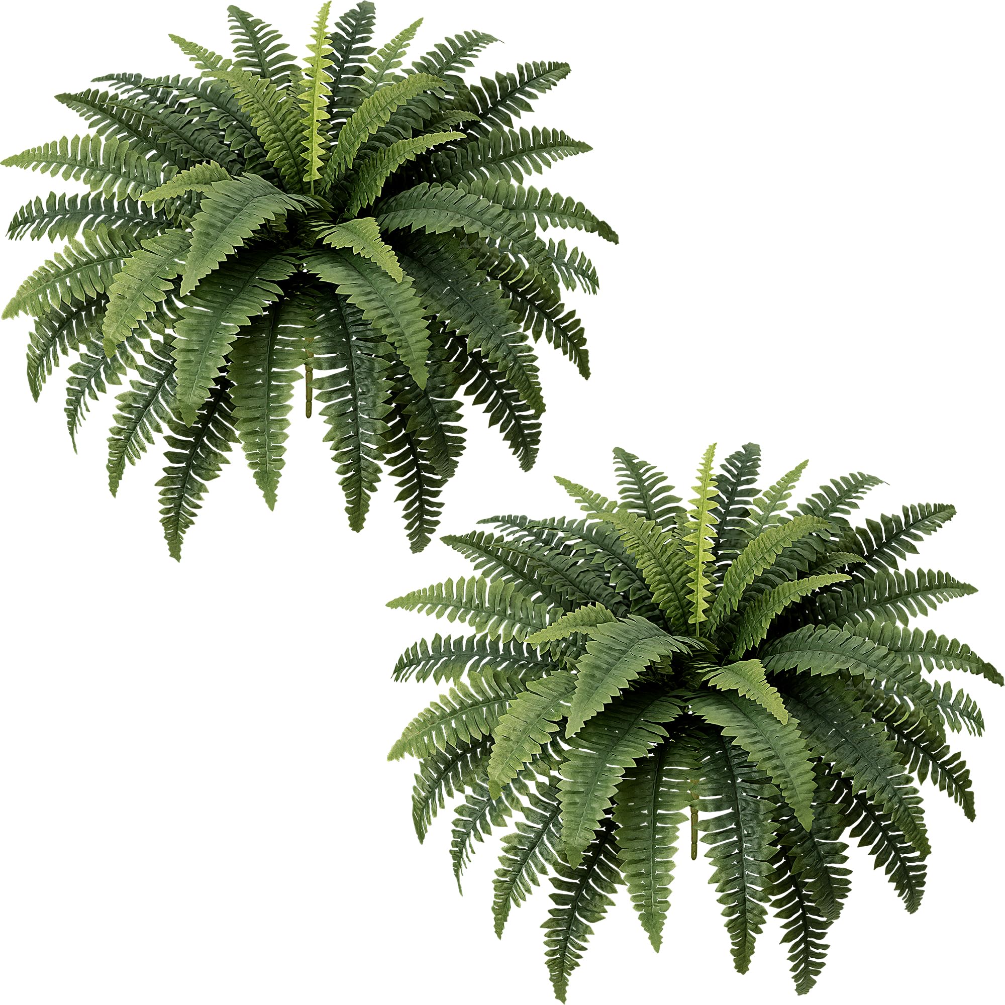 Fely bely 35IN 2 Pack Boston Ferns