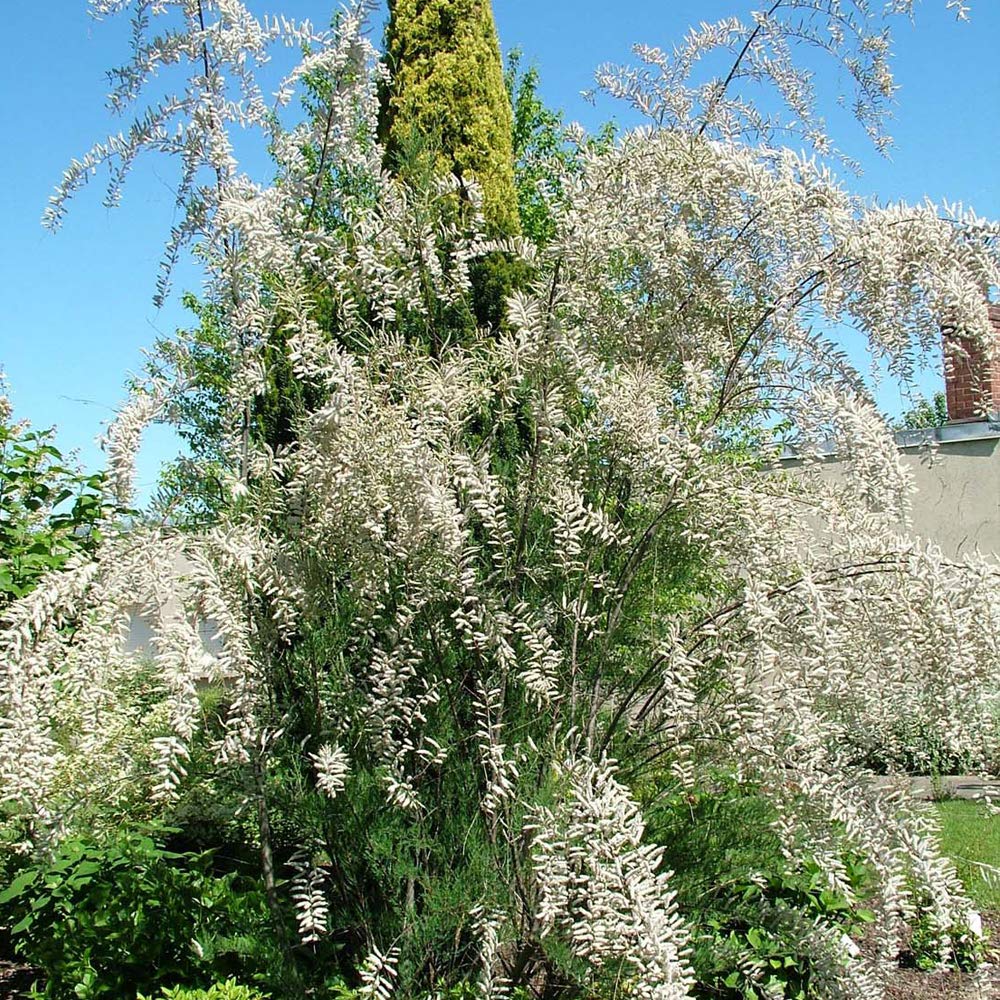 Thompson & Morgan Hardy Flowering Shrub, Tamarix ‘Hulsdonk White’, Deciduous, Potted Garden Plants Ideal for Walls, Fences, Patio and Containers (1 x 3.6 Litre Pot)