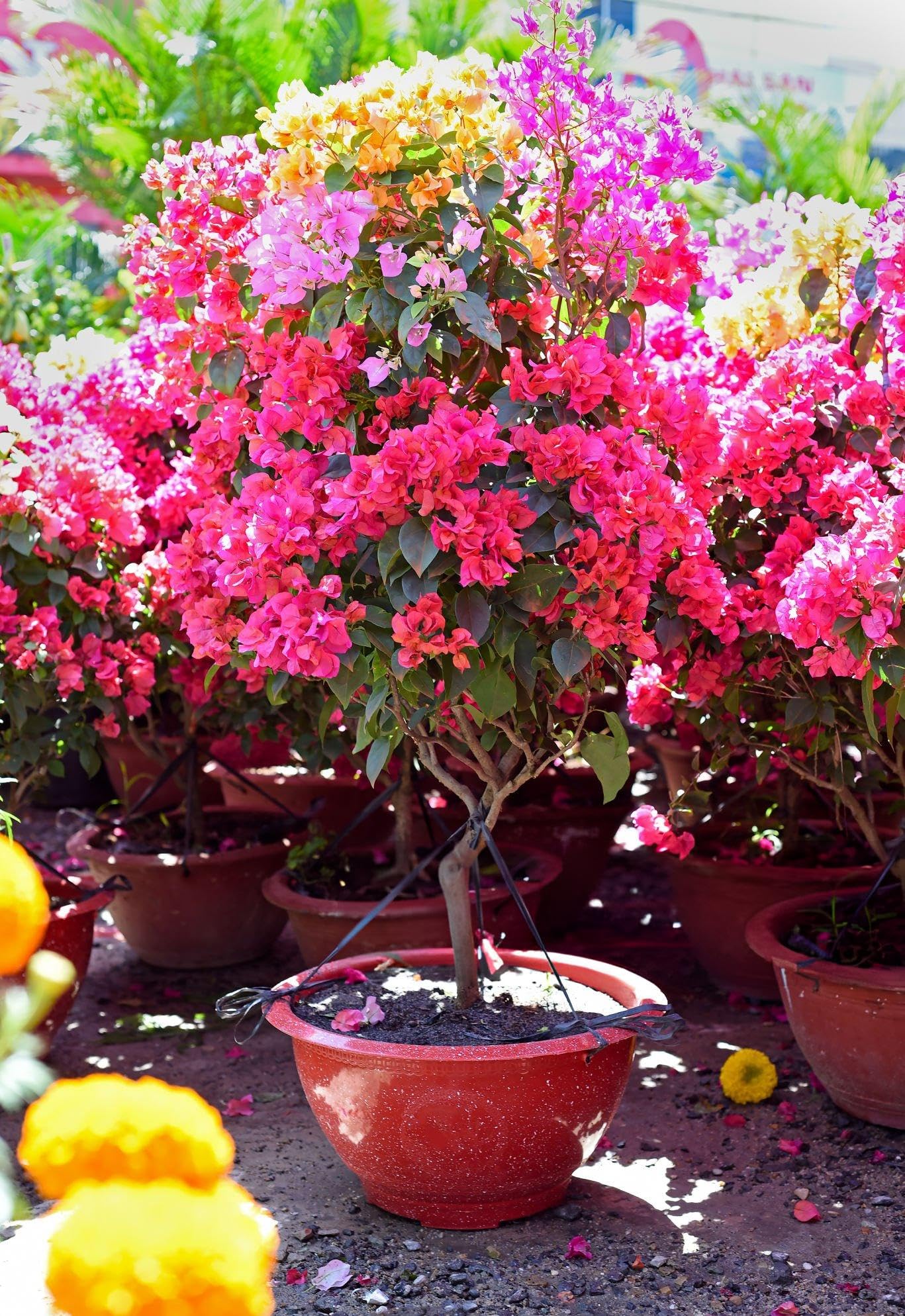 Bougainvillea dwarf hybrid live plant, multicolour leaves plant (pack of 1 plant) (B0D5XZYKVY) Amazon Price History, Amazon Price Tracker