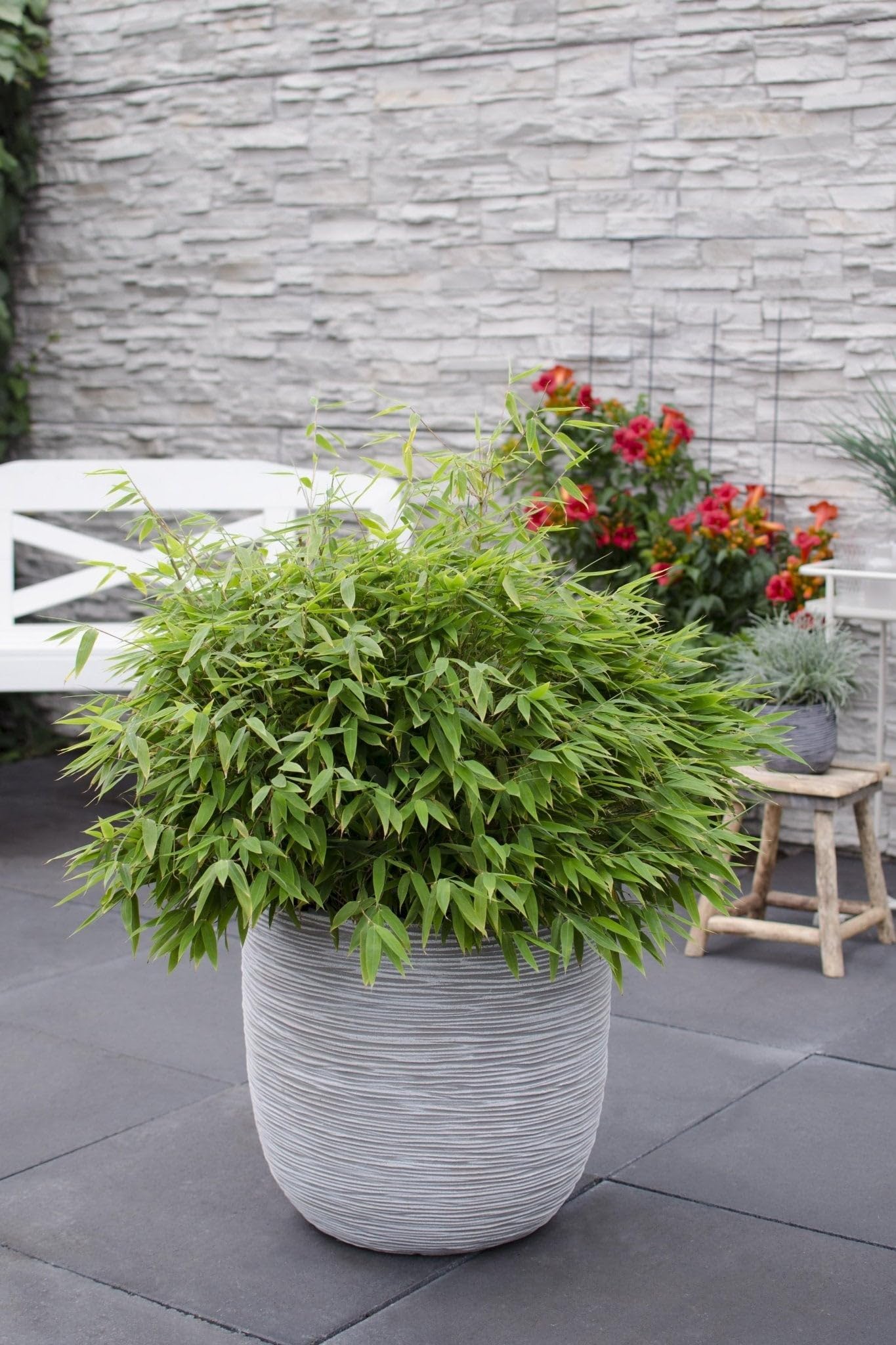 Bambou - Fargesia 'Moontars'® boobux - ↨70cm - Ø29 - plante d'extérieur