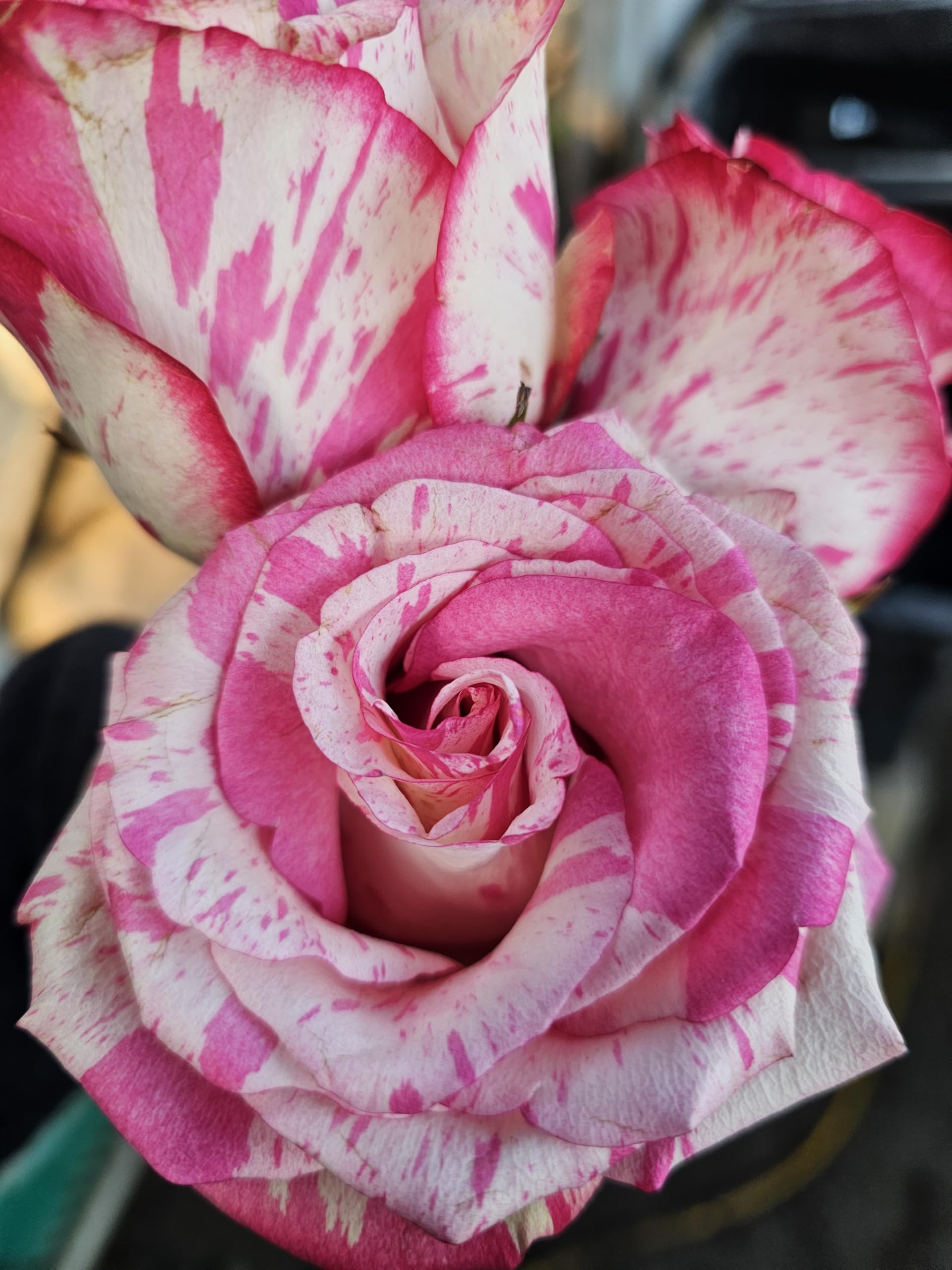 Magic Times Rose Bush