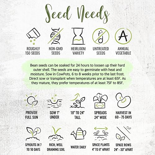 Miniatura 7 de Seed Needs Henderson Lima Bush - Semillas de frijol para plantar  2 onzas, más de 150 semillas Phaseolus Vulgaris sin OGM, variedad de semillas de