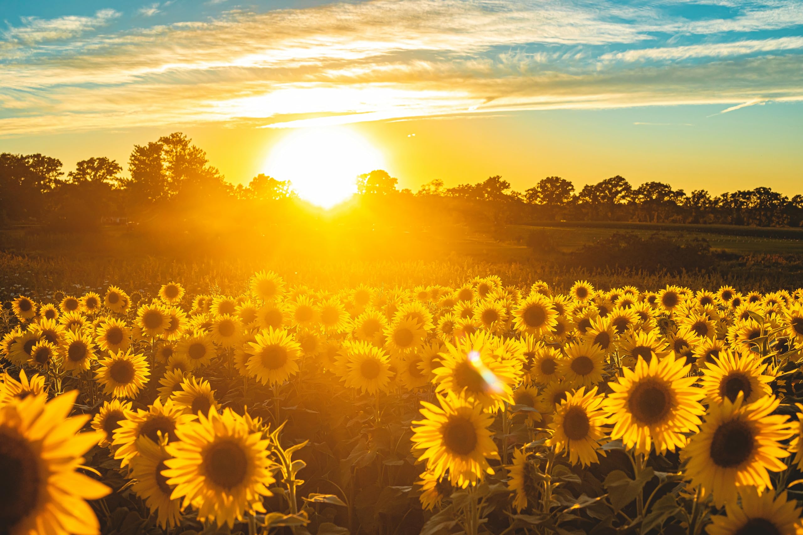 Kamelur 25kg di semi di girasole pelati BIO - semi di girasole di alta qualità per la cottura e altro - semi di girasole all'ingrosso