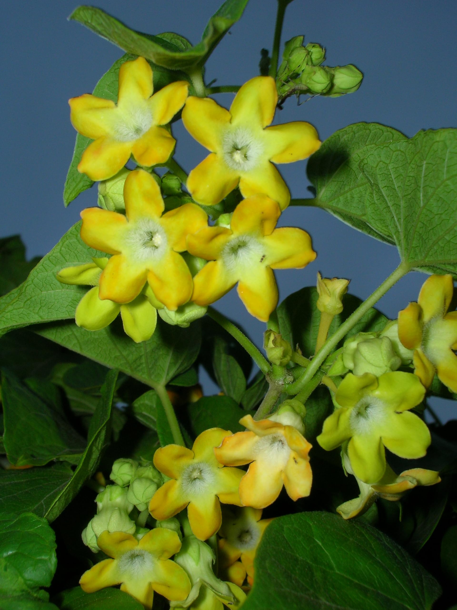 Aspen Kodi Sambangi, Telosma cordata, Pakalana vine Heavy Fragrance Flowering Plant With Safe & Secure Packing (B0D2B7L9SN) Amazon Price History, Amazon Price Tracker