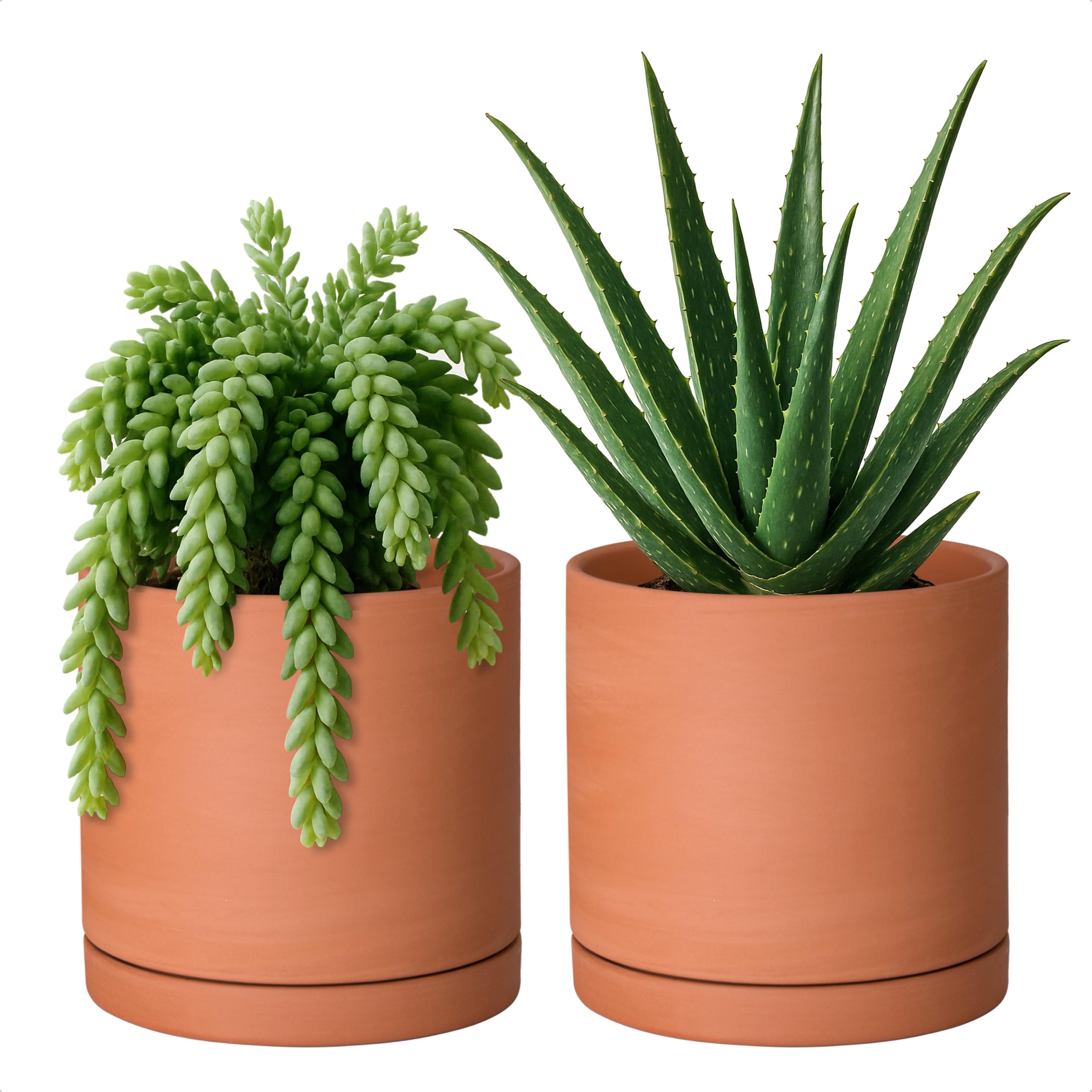 D'vine Dev Small 6 Inch Terracotta Pot
