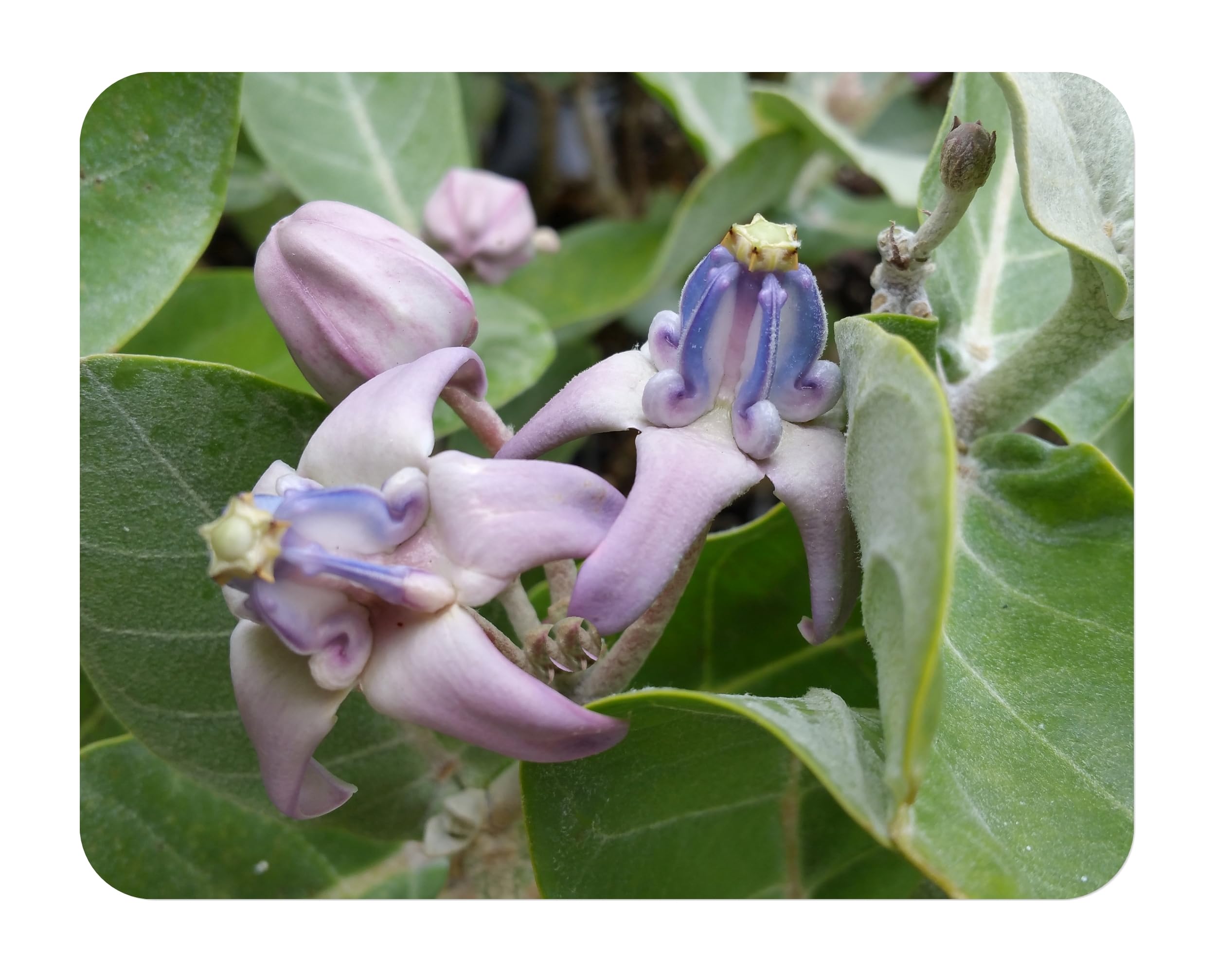 Calotropis Gigantea Giant Milkweed