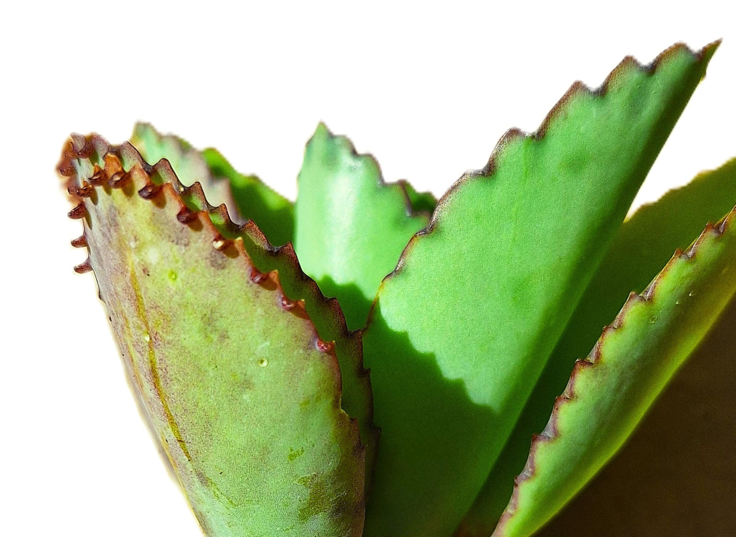 Amazon.com: Gar-Zen Botanical Designs Kalanchoe daigremontiana Mexican  Sombrero Live Succulents (2) Plants 5-inches Tall Bright Yellow/Red/Green  Colors : Patio, Lawn & Garden