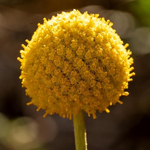 Miniatura 5 de Semillas orgánicas de Craspedia/Billy Buttons para plantar: flor perenne, flores amarillas - Paquete de 40 semillas