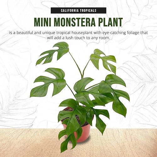 Miniatura 6 de California Tropicals Tetrasperma - La rara mini planta Monstera, planta de interior viva de 6 pulgadas para interiores y exteriores, aire de fácil