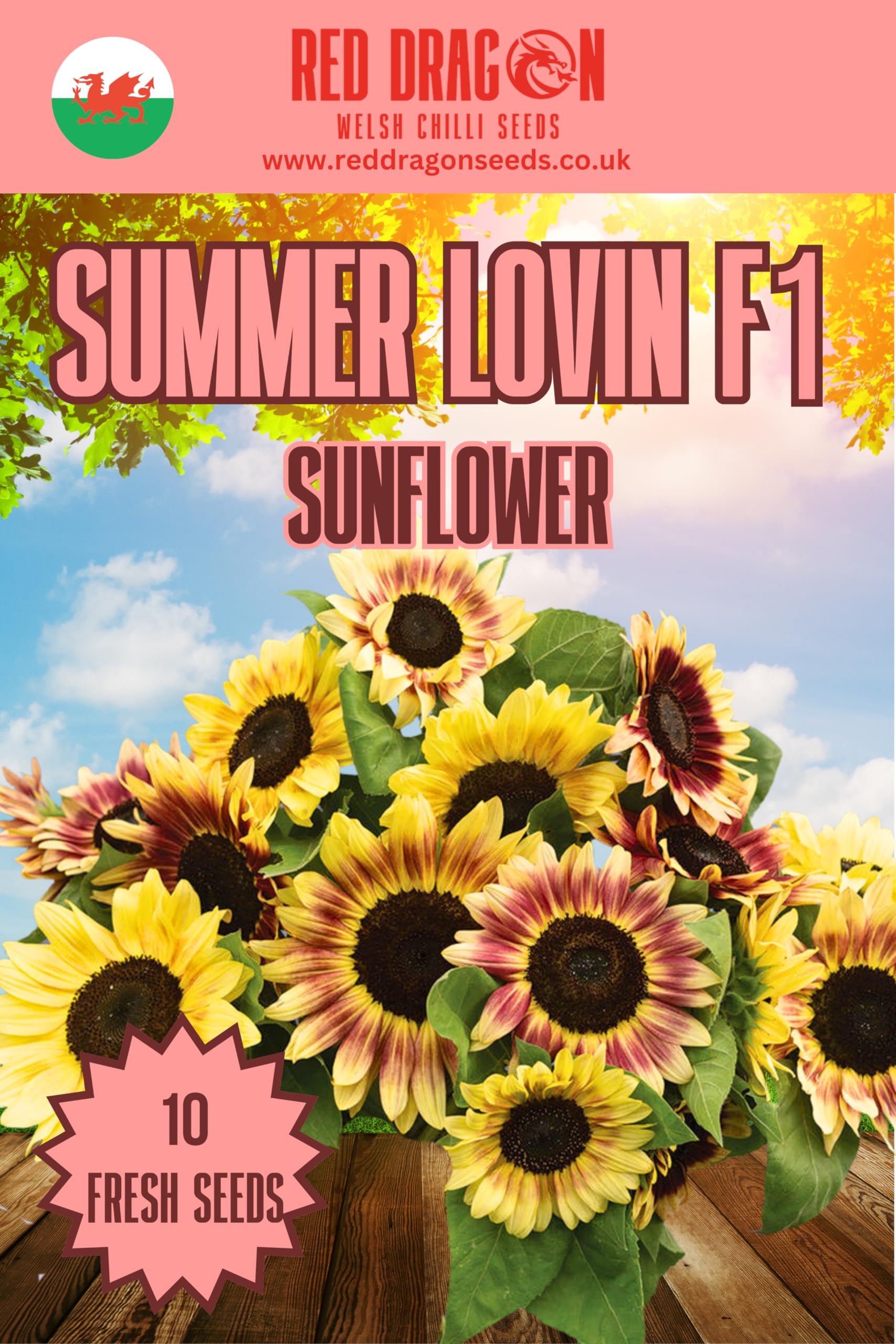 Summer Lovin' F1 Sunflower Seeds - 10 Fresh Seeds… — image 1