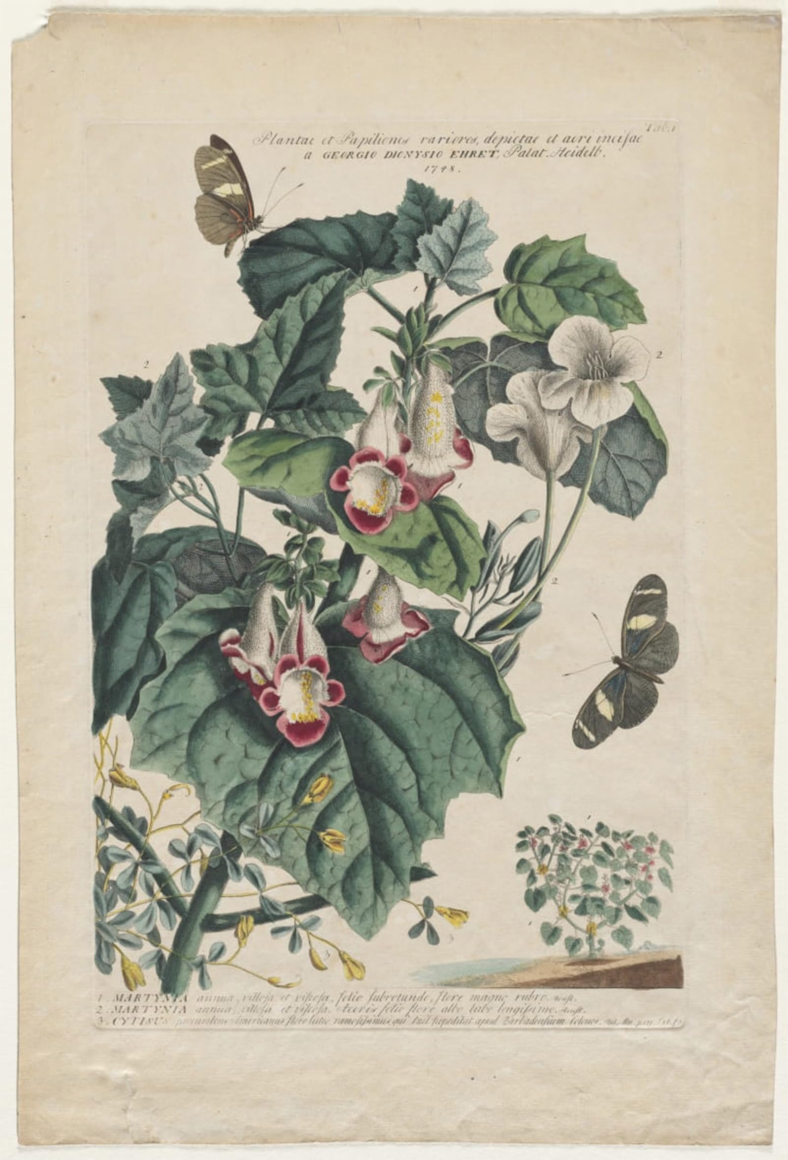 Carteles impresiones Plantae Et Papiliones para crear un salón vintage elegante y distinguido 5