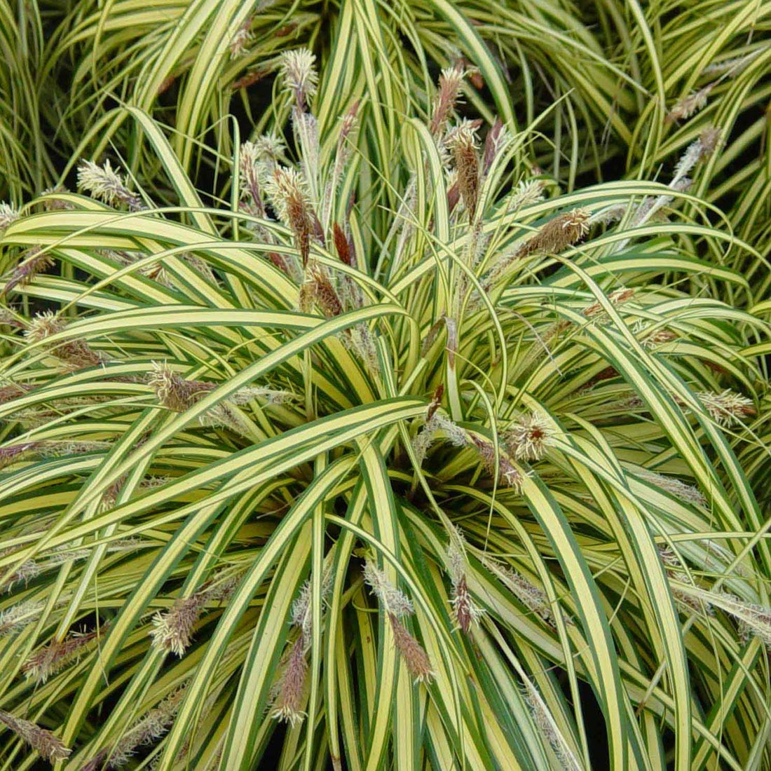 rowleyanus variegata Senecio Rowleyanus Variegata main image 1