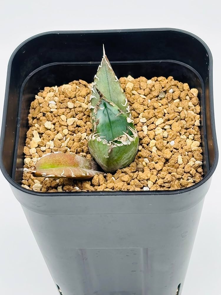 Amazon｜アガベ チタノタ 白鯨/Agave titanota 'White Whale