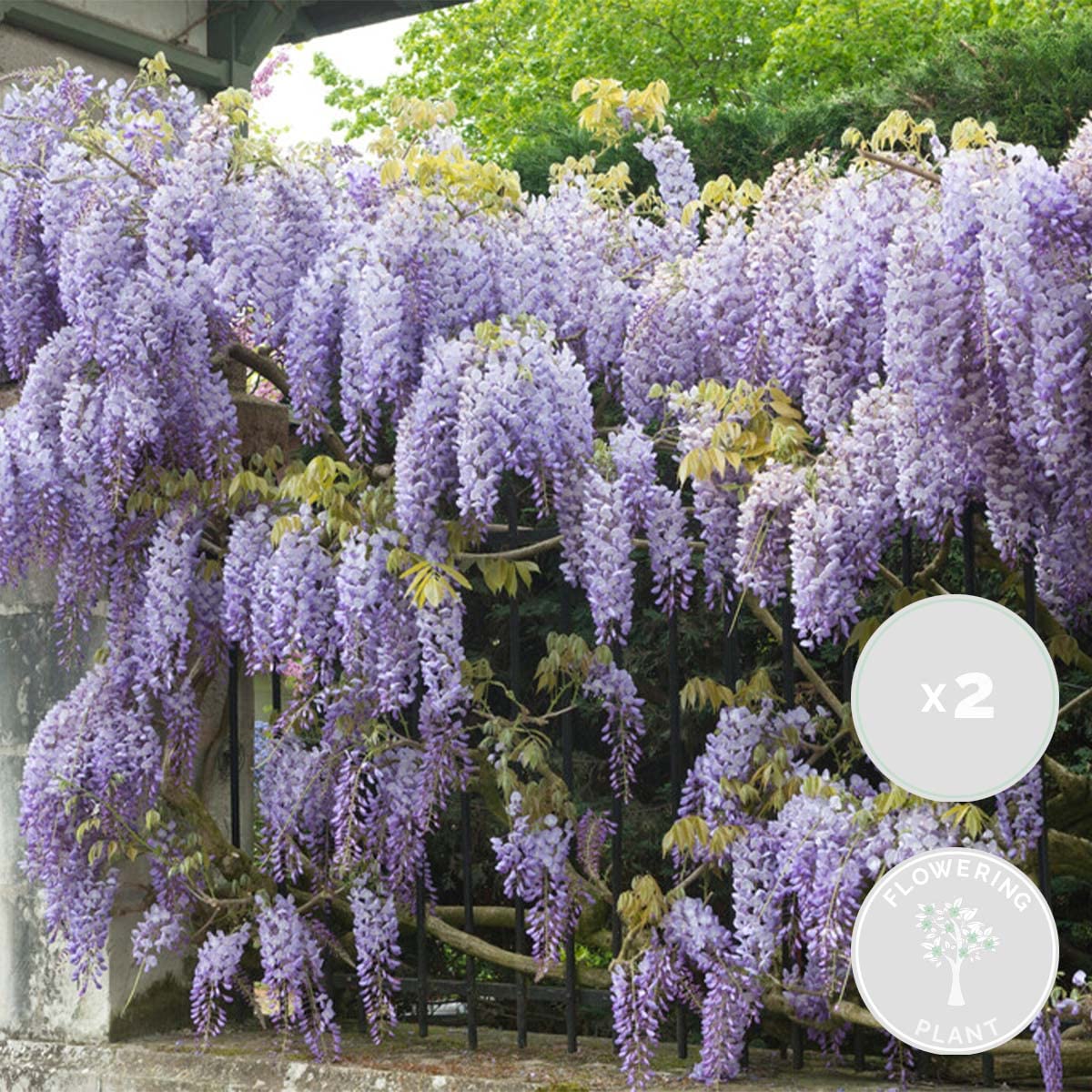 Bloomique - Lot de 2 - Wisteria sinensis 'Prolific' - Glycine bleue - Plantes grimpantes - Plantes de jardin - Rustiques - Hauteur 50-70 cm - Pot 15 cm