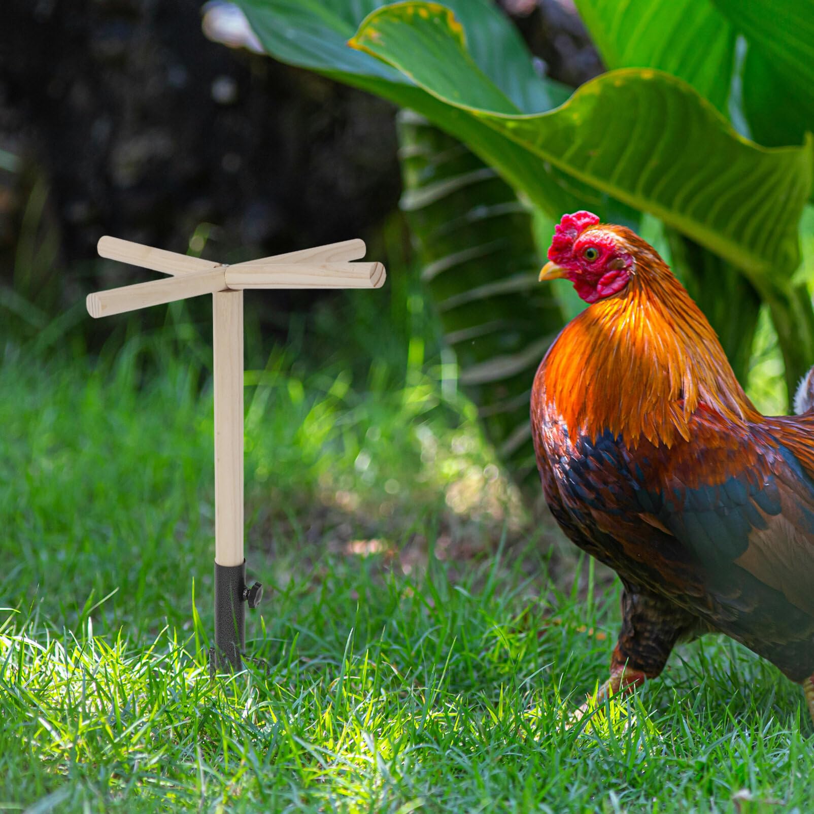 Trespolo in Legno per Pappagalli e Galline, Supporto Naturale | Struttura Ferro, per Gioco e Esercizio, Finitura Originale, Adatto a Uccelli e Polli Domestici