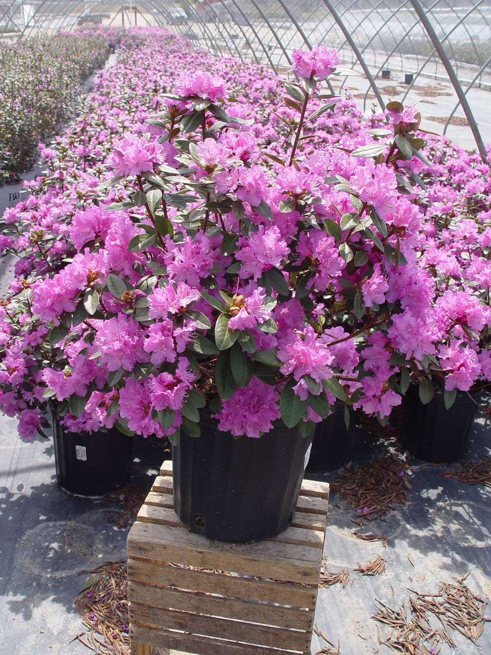 Live Plant, Rhododendron X `PJM Elite` Evergreen Lavender Flowers, 3-Gallon Fully Potted Plant Bush from Green Promise Farms