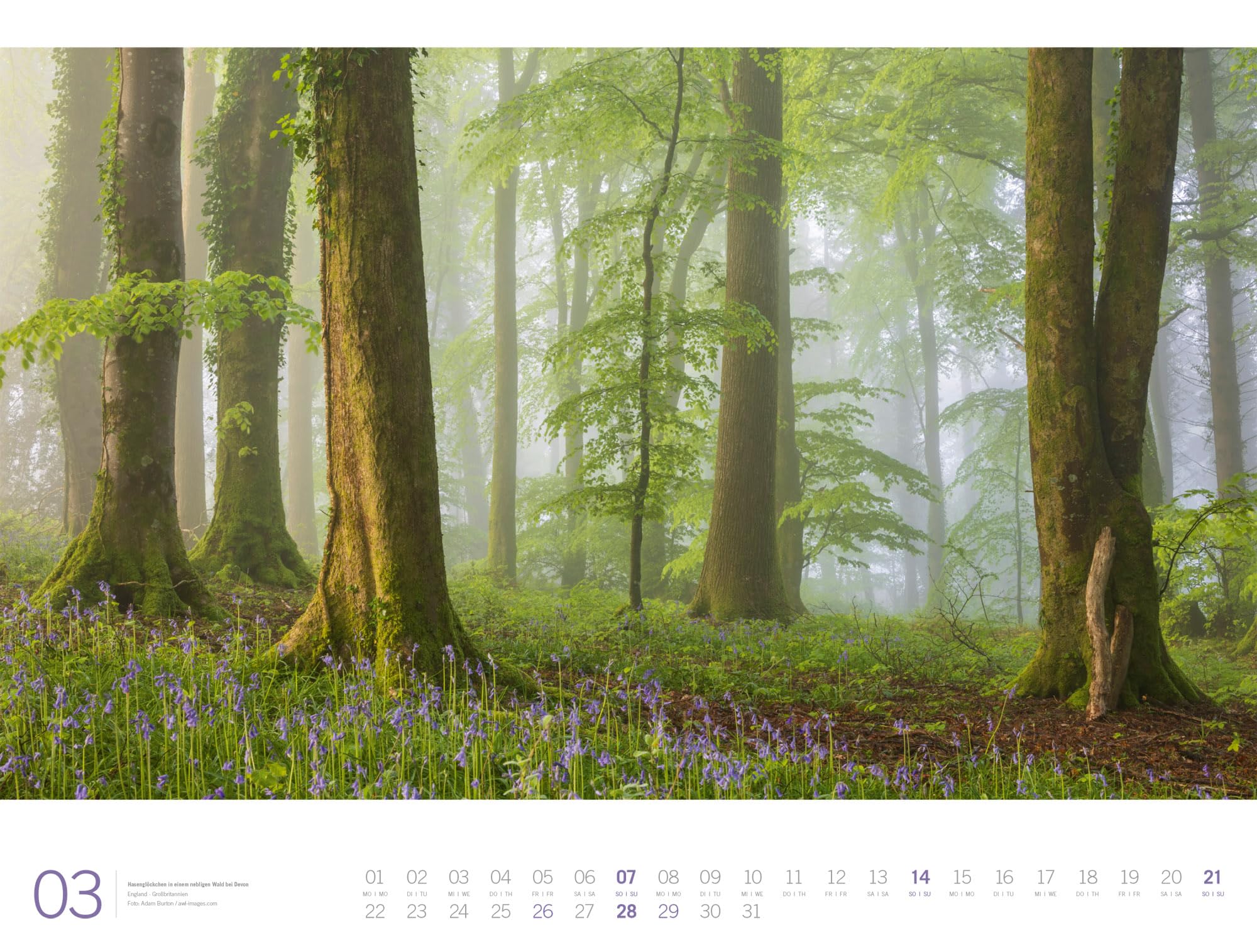 Wald Gallery Kalender 2027: Geschmackvoller Natur-Kalender im großen Querformat (66x50 cm) | Wälder und Bäume im Großformat