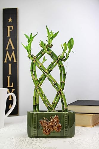 Miniatura 4 de NW Wholesaler - Arreglo de plantas de bambú de la suerte de 8 tallos - Planta de enrejado de interior, planta de casa, planta de la suerte Feng Shui