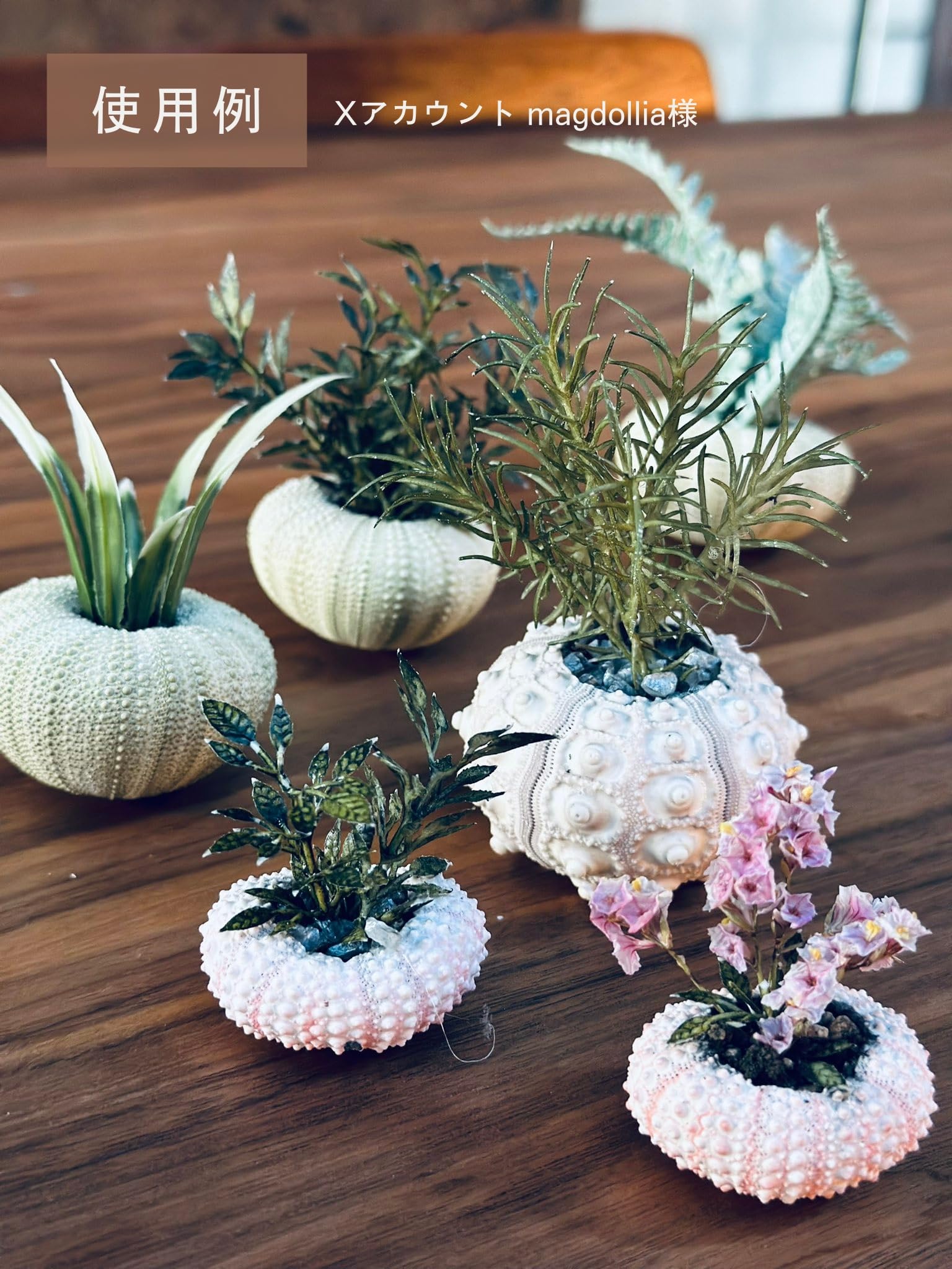 Amazon.co.jp: 【貝殻の問屋さん】シーウーチンスプートニック（ミナミ