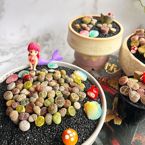 Miniatura 7 de Lithops - Plantas suculentas vivas raras, mezcla aleatoria, 3050100 unidades, planta viva suculenta, raíz desnuda sin tierra de maceta, jardín