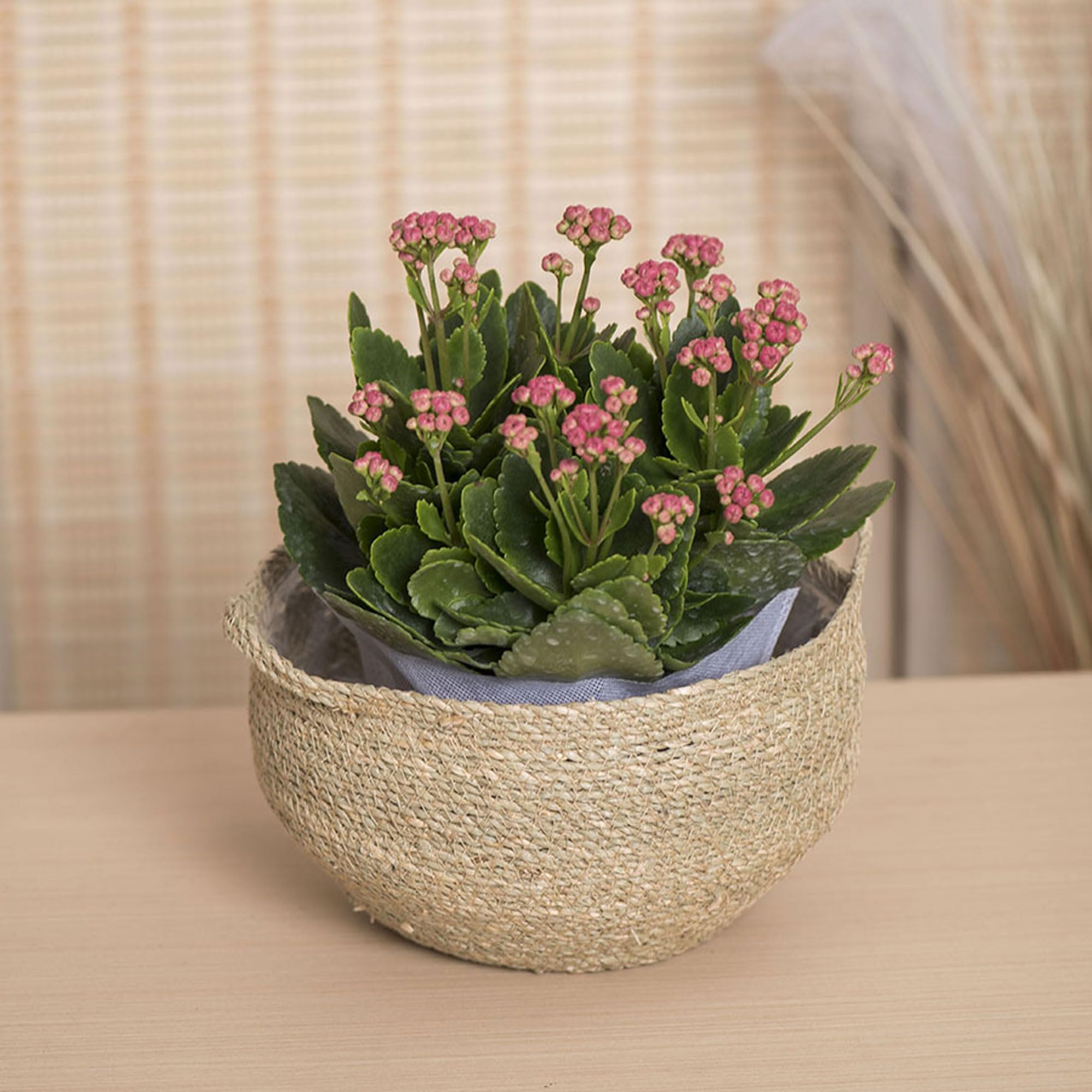 1 Pot en Jonc avec Doublure Plastique, Panier Tressé en Osier pour Plantes, Cache-Pot Rustique, Contenant Naturel pour Décoration Maison(Size:Moyen)