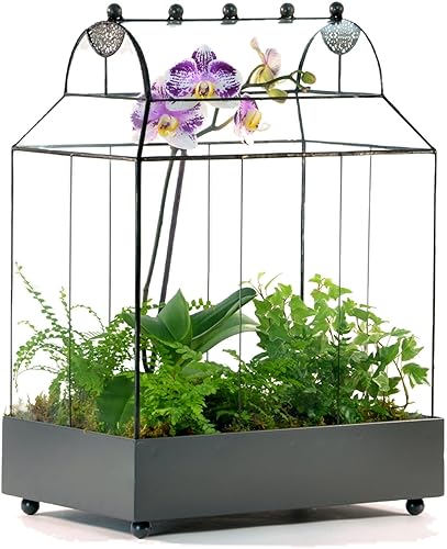 H Potter Terrario de cristal suculenta plantador Wardian caso contenedor para plantas WAR105