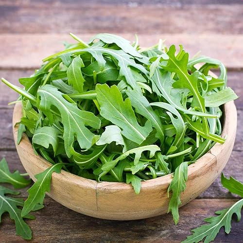 Miniatura 5 de Semillas de rúcula para plantar, más de 1000 semillas de reliquia por paquete, semillas de jardín de (Isla's Garden Seeds), semillas sin OMG, nombre
