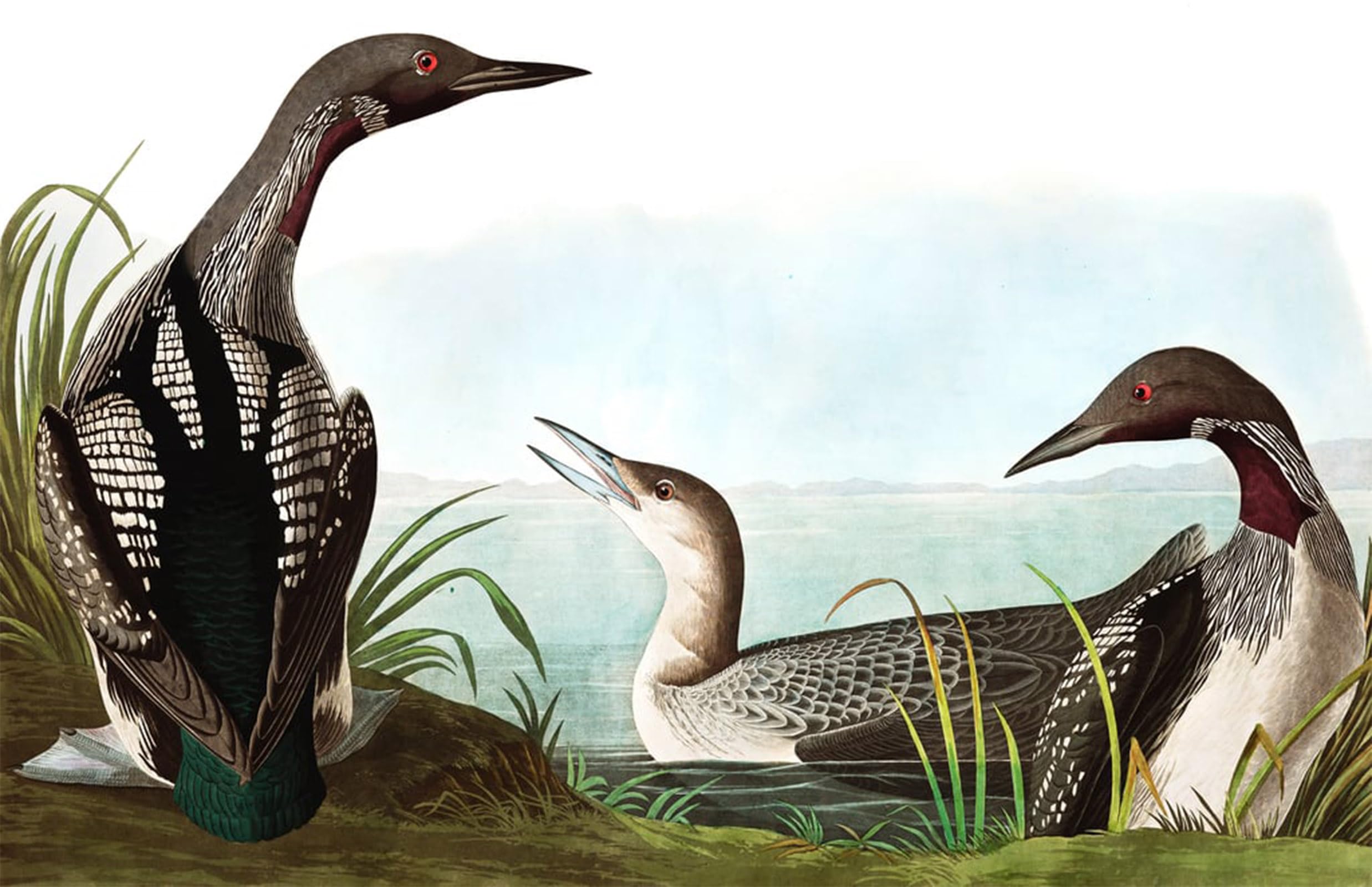 POSTERIIk Famous Modern Artwork Art Mural Black Throated Diver Colymbus Arcticus From by John Jame Audubon Oil Paintings Pictures for Home Decor 60x90cm
